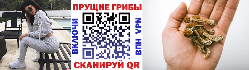 где можно купить наркотик  Звенигово  Галлюциногенные грибы Psilocybe 